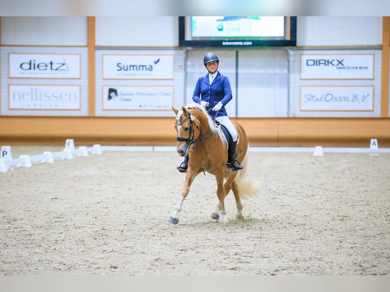 Haflinger Stallion 13 years 15,2 hh Chestnut-Red in Lelystad
