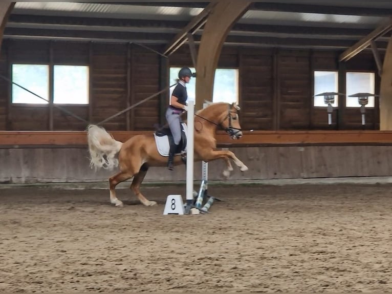 Haflinger Stallion 13 years 15,2 hh Chestnut-Red in Lelystad