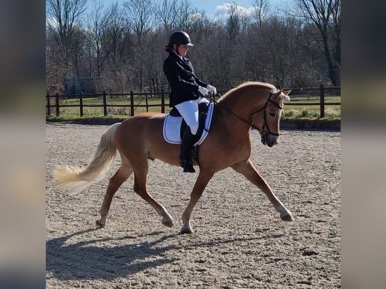 Haflinger Stallion 13 years 15,2 hh Chestnut-Red in Lelystad