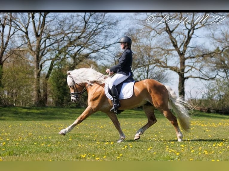 Haflinger Stallion 13 years 15,2 hh Chestnut-Red in Lelystad