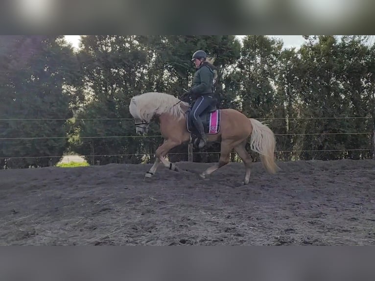 Haflinger Stallion 13 years 15,2 hh Chestnut-Red in Lelystad