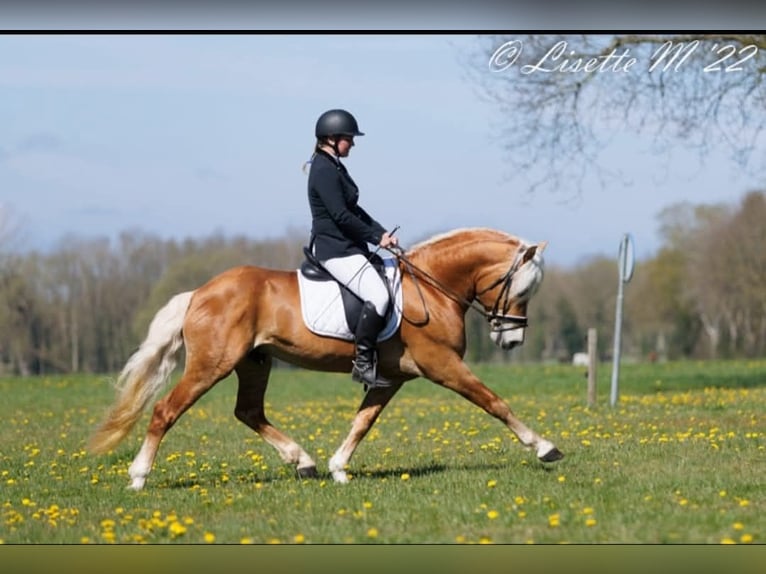 Haflinger Stallion 13 years 15,2 hh Chestnut-Red in Lelystad