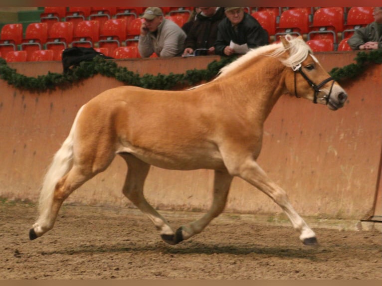 Haflinger Stallion 15 years 14,2 hh Chestnut-Red in Seebad Bansin
