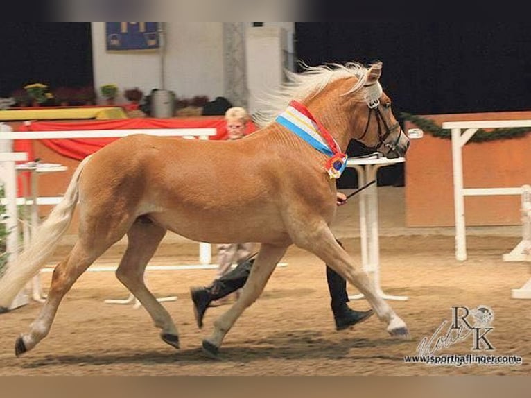 Haflinger Stallion 15 years 14,2 hh Chestnut-Red in Seebad Bansin