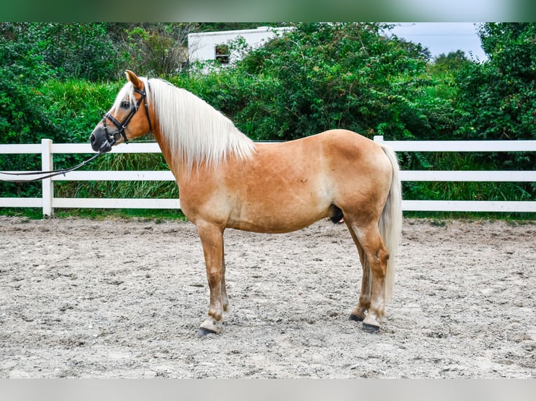 Haflinger Stallion 15 years 14,2 hh Chestnut-Red in Seebad Bansin