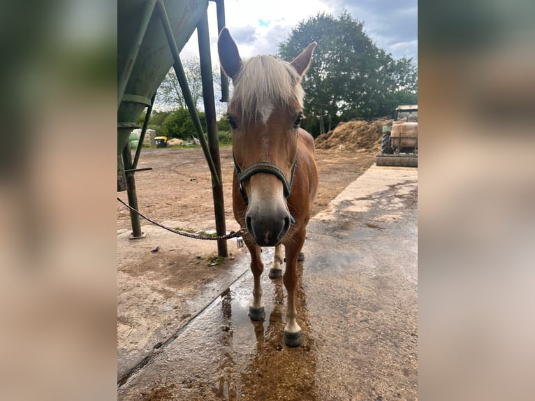 Haflinger Stallion 15 years 14,3 hh Brown in Weitenhagen