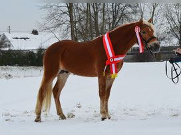 Haflinger Stallion 15 years 14,3 hh Chestnut-Red in St.Georgen an der Leys