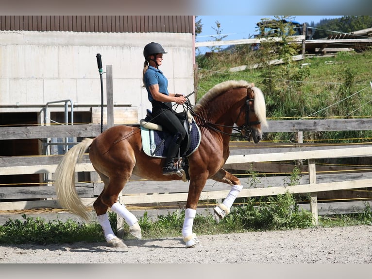 Haflinger Stallion 15 years 14,3 hh Chestnut-Red in St.Georgen an der Leys
