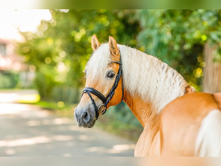 Haflinger Stallion 16 years 14,2 hh Chestnut-Red in Ostercappeln