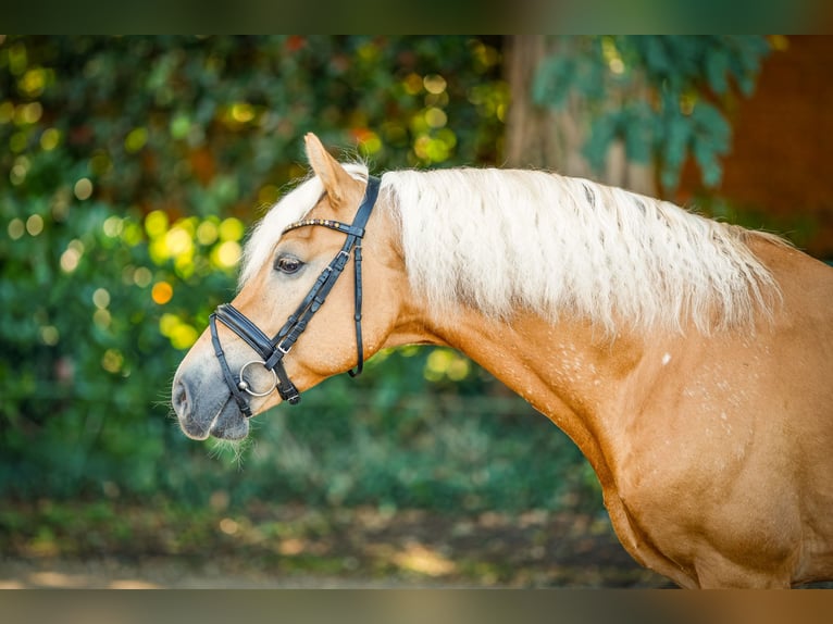 Haflinger Stallion 16 years 14,2 hh Chestnut-Red in Ostercappeln