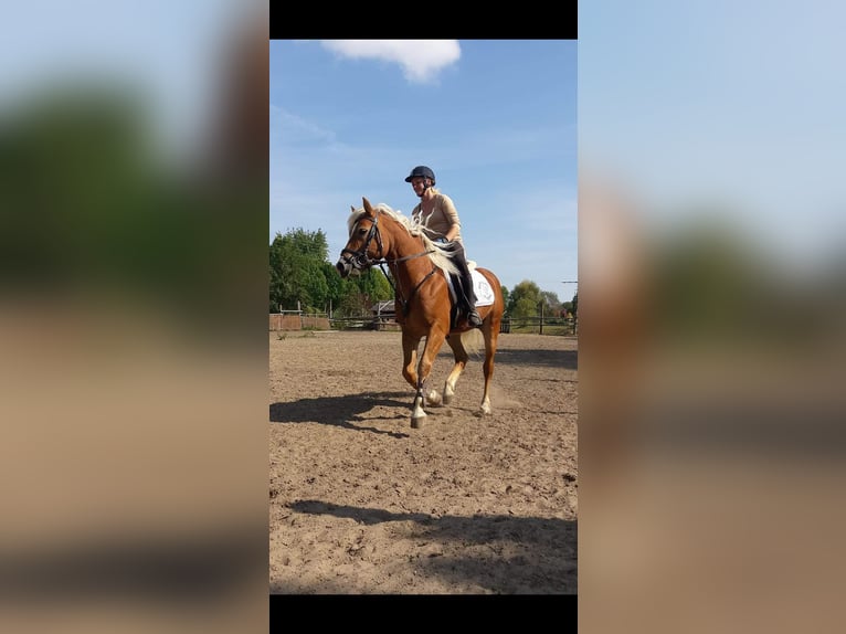 Haflinger Stallion 19 years 14,1 hh Chestnut-Red in Rottenburg an der Laaber