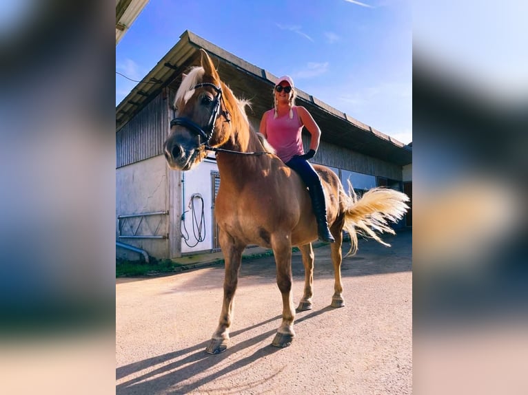 Haflinger Stallion 19 years 15,2 hh Brown-Light in Heddert