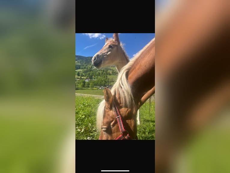 Haflinger Stallion 1 year 11,2 hh Chestnut-Red in Goldegg