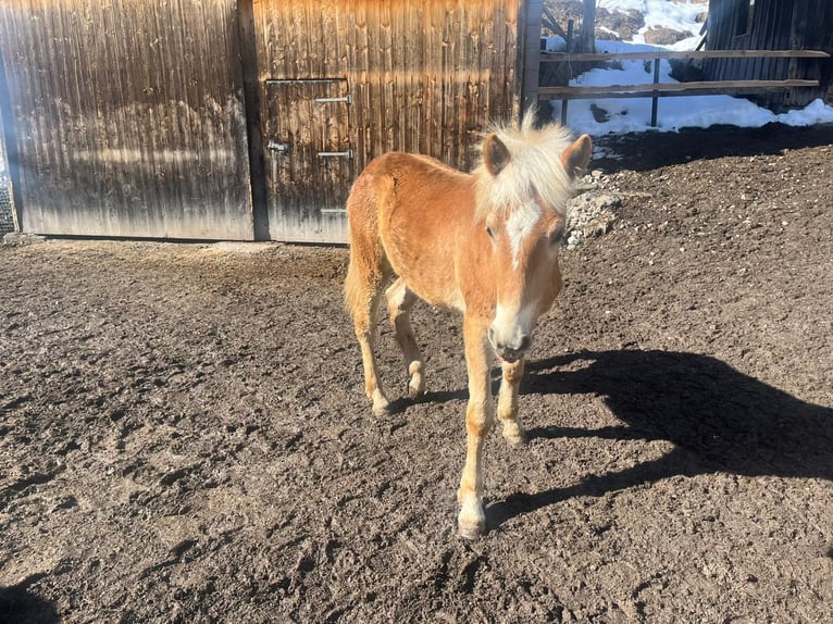 Haflinger Stallion 1 year 12.1 hh Sorrel in Vorderhornbach