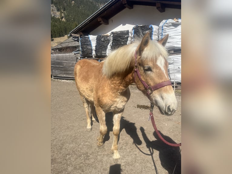 Haflinger Stallion 1 year 12.1 hh Sorrel in Vorderhornbach