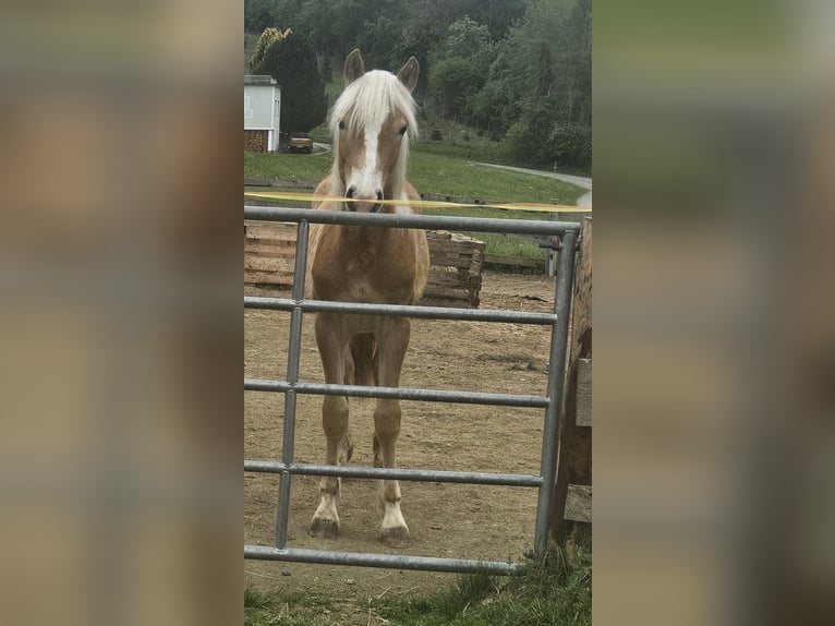 Haflinger Stallion 1 year 12.2 hh  in Eppenstein