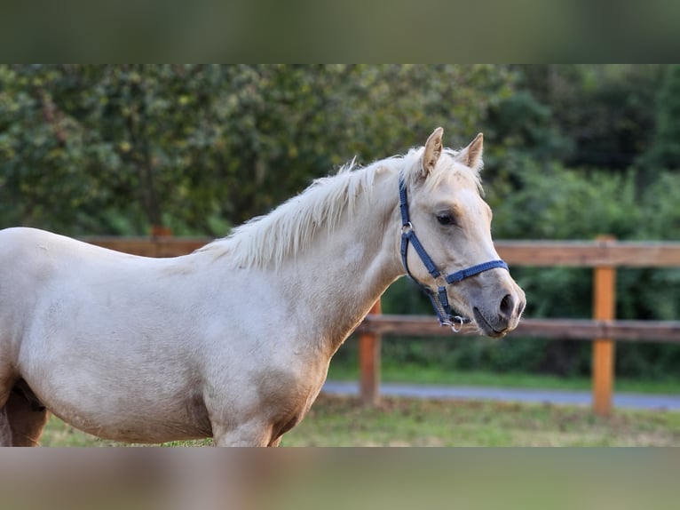 Haflinger Mix Stallion 1 year 13,1 hh Palomino in Visz