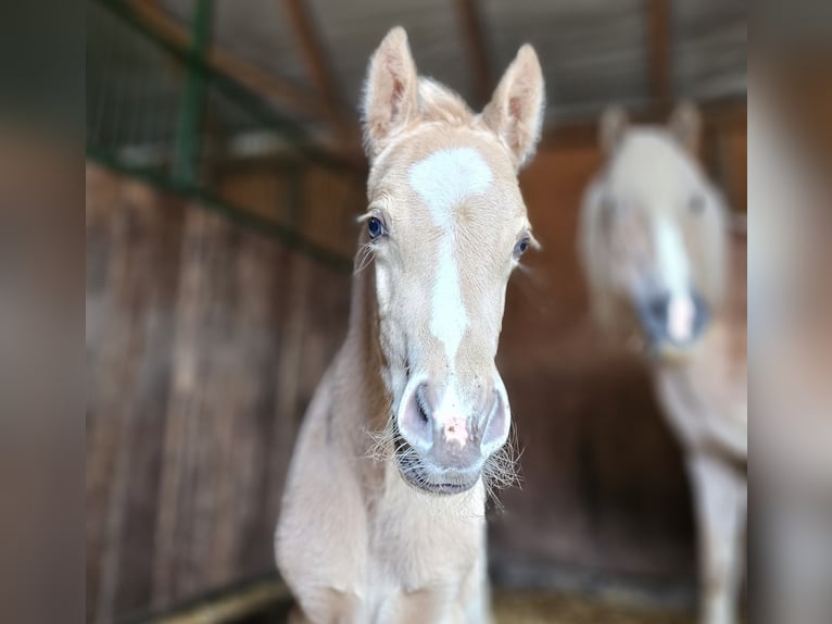 Haflinger Mix Stallion 1 year 13,1 hh Palomino in Visz