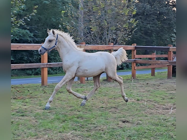 Haflinger Mix Stallion 1 year 13,1 hh Palomino in Visz