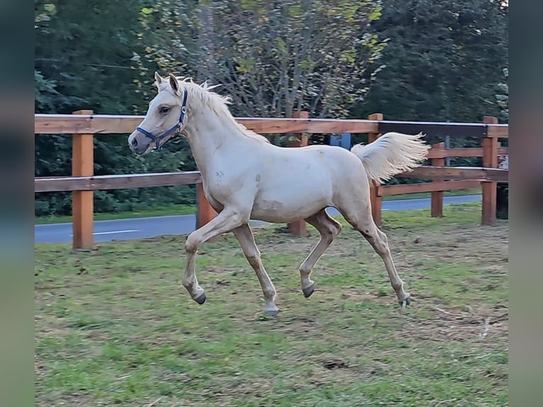 Haflinger Mix Stallion 1 year 13,1 hh Palomino in Visz