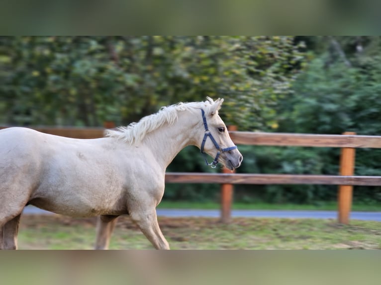 Haflinger Mix Stallion 1 year 13,1 hh Palomino in Visz