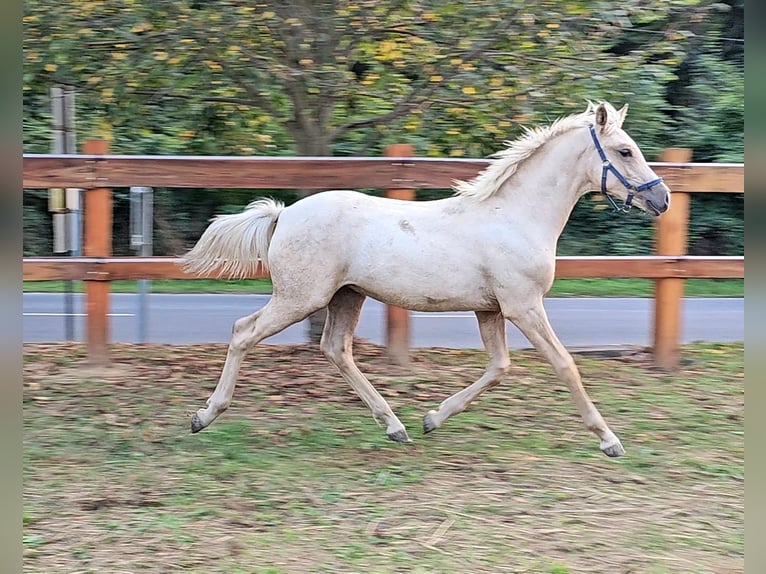 Haflinger Mix Stallion 1 year 13,1 hh Palomino in Visz