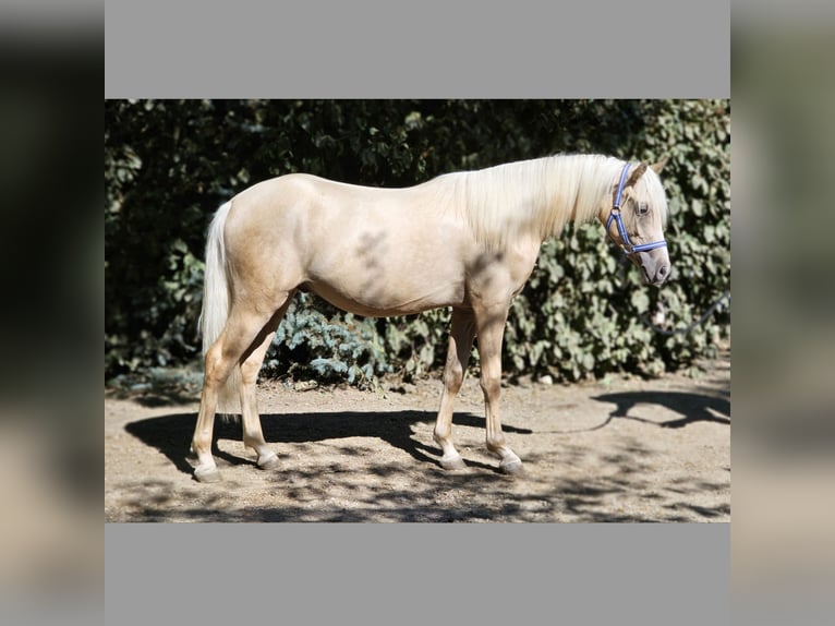 Haflinger Mix Stallion 1 year 13,1 hh Palomino in Visz