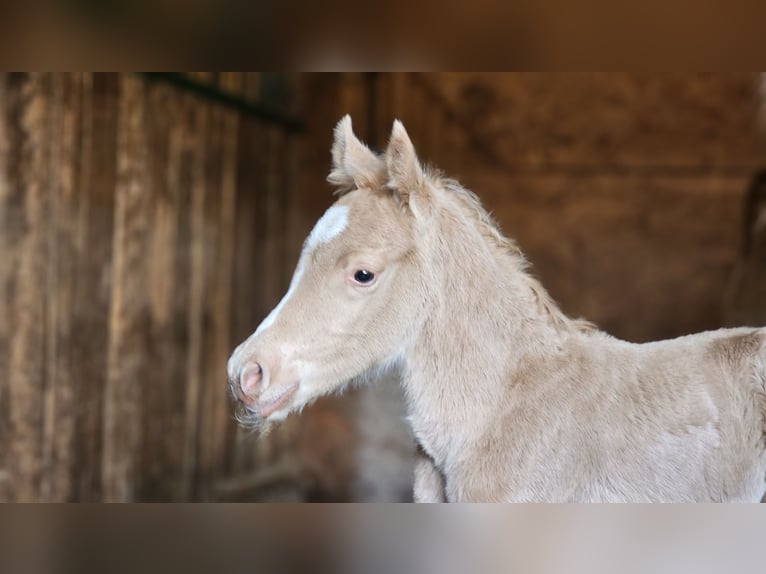 Haflinger Mix Stallion 1 year 13,1 hh Palomino in Visz