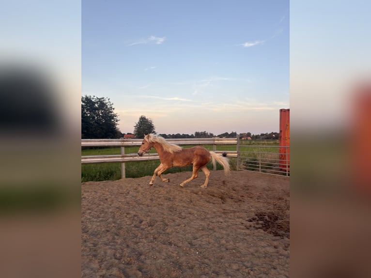 Haflinger Stallion 1 year 13.2 hh  in Wommelgem