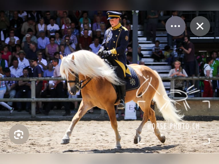 Haflinger Stallion 1 year 13.2 hh  in Wommelgem