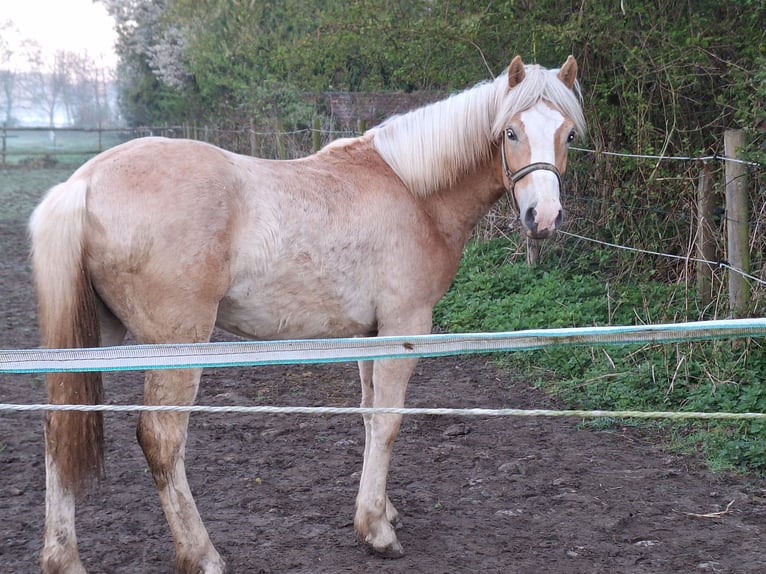 Haflinger Stallion 1 year 13,1 hh  in Xanten