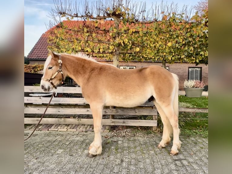 Haflinger Stallion 1 year 13,2 hh Palomino in Barneveld