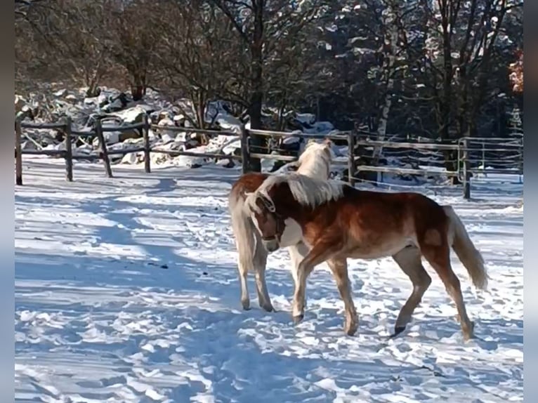 Haflinger Stallion 1 year 14,1 hh Sorrel in Mittelberg