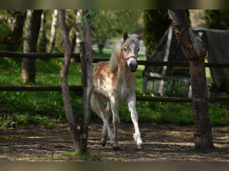 Haflinger Stallion 1 year 14,1 hh Sorrel in Mittelberg