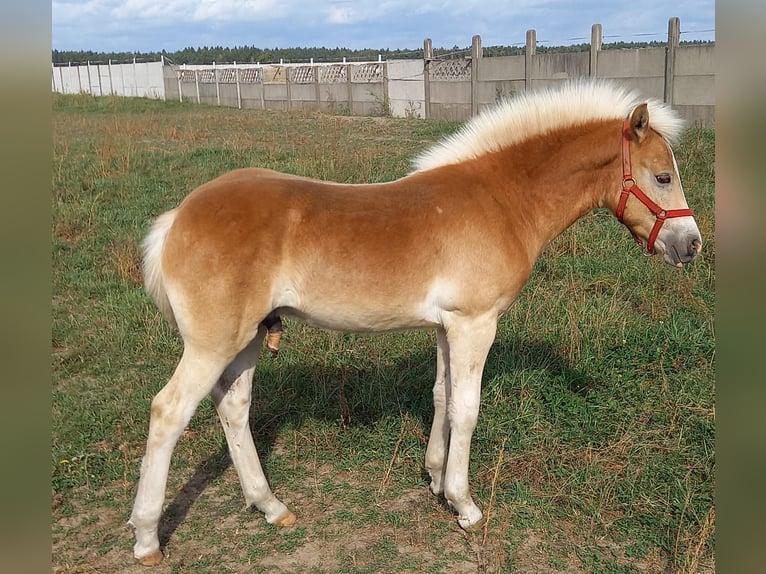 Haflinger Stallion 1 year 14,2 hh Chestnut-Red in Opatow