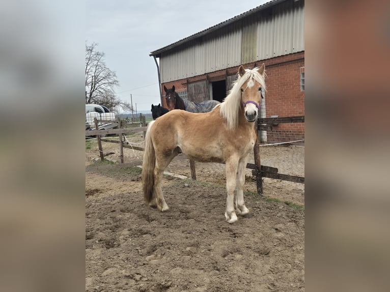 Haflinger Stallion 1 year 14.2 hh Chestnut-Red in Vienenburg
