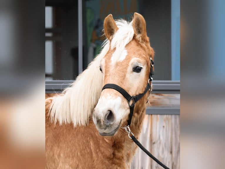 Haflinger Stallion 1 year 14.2 hh Chestnut-Red in Ebermannsdorf