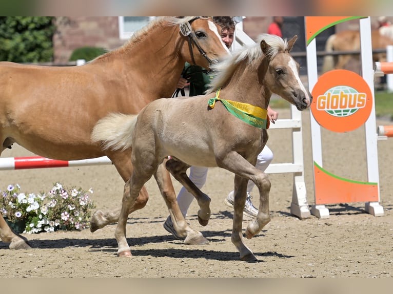 Haflinger Stallion 1 year 14.2 hh Chestnut-Red in Kaiserslautern
