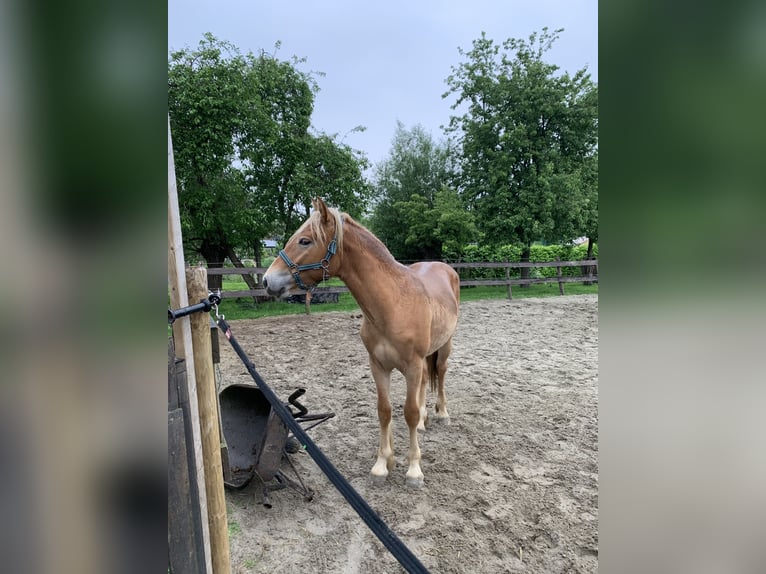 Haflinger Mix Stallion 1 year 14,2 hh Chestnut-Red in Hardinxveld