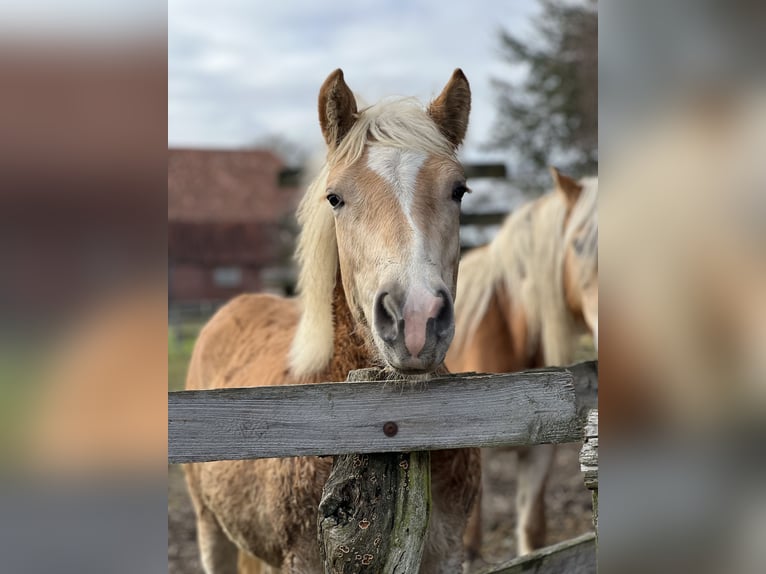 Haflinger Stallion 1 year 14.2 hh Chestnut-Red in Seedorf
