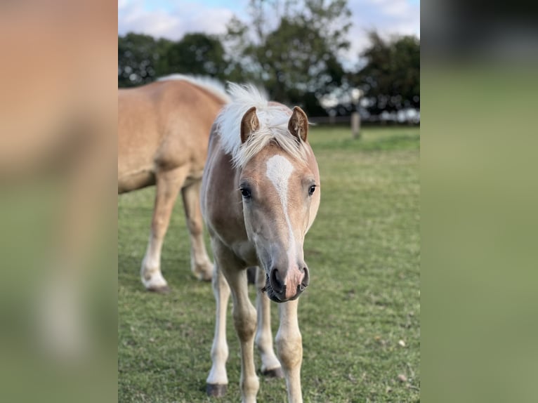 Haflinger Stallion 1 year 14.2 hh Chestnut-Red in Seedorf