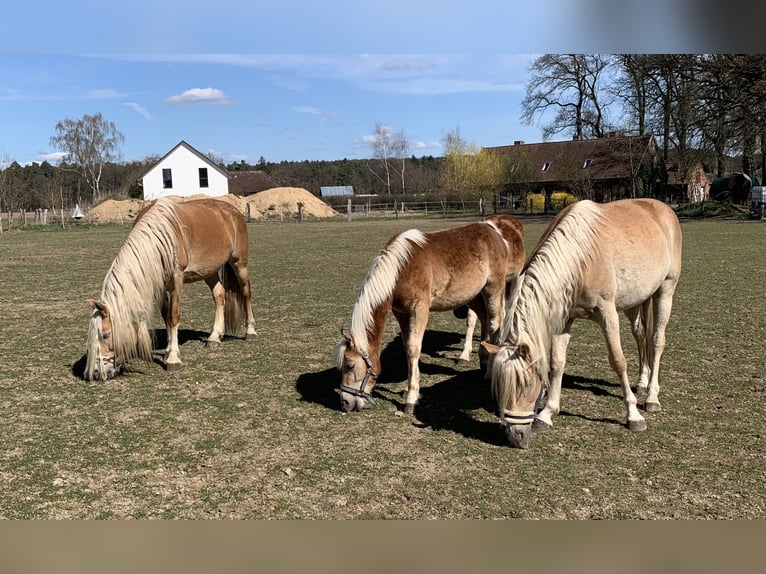 Haflinger Stallion 1 year 14,2 hh in Suhlendorf