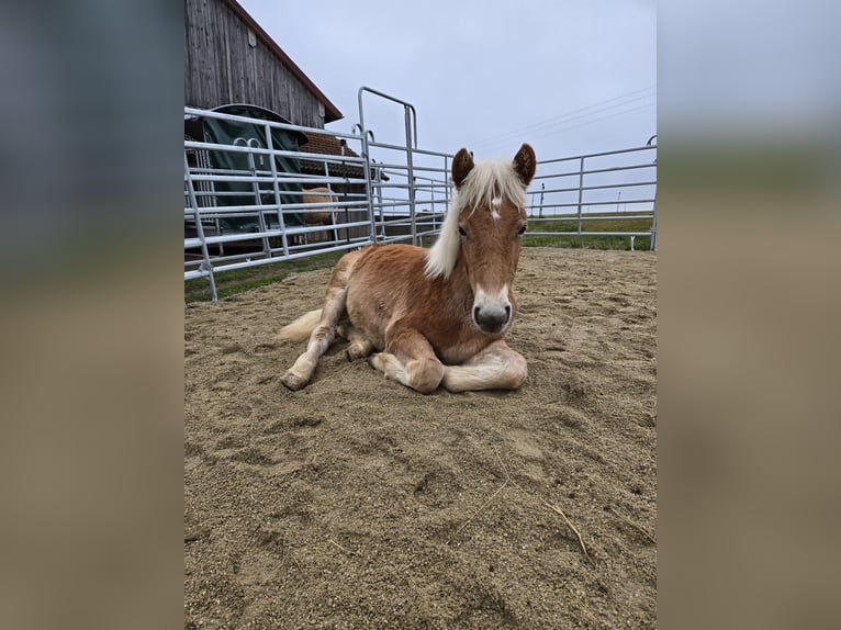 Haflinger Stallion 1 year 14.2 hh  in Schierling
