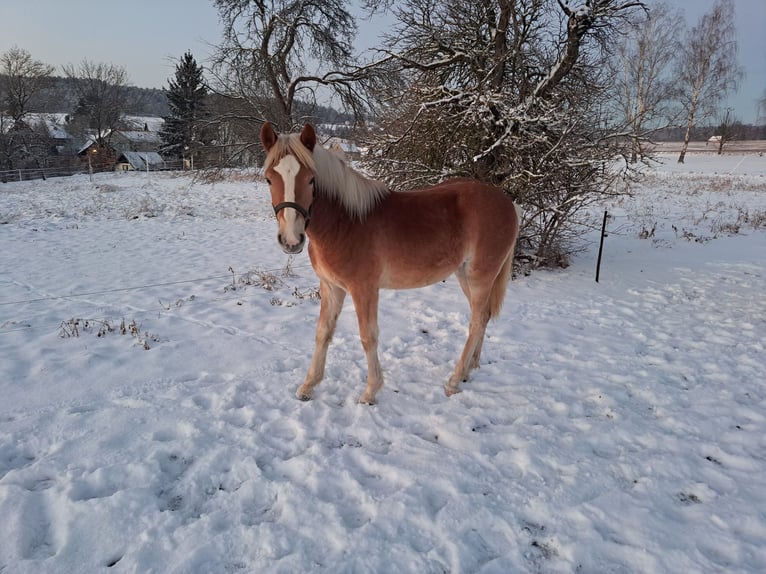Haflinger Stallion 1 year 14,2 hh in Neustadt an der Orla