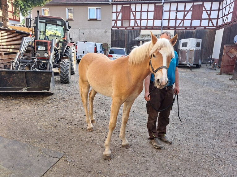Haflinger Stallion 1 year 14,2 hh in Neustadt an der Orla
