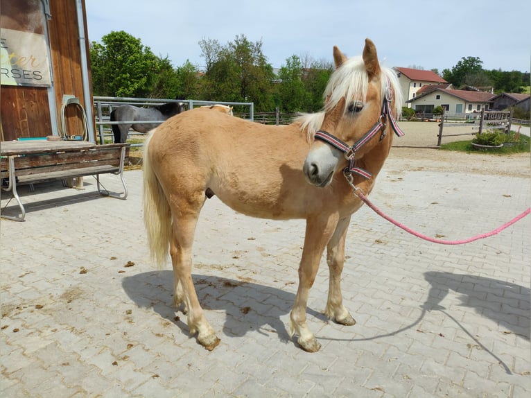 Haflinger Stallion 1 year 14,3 hh Chestnut-Red in Ruhpolding