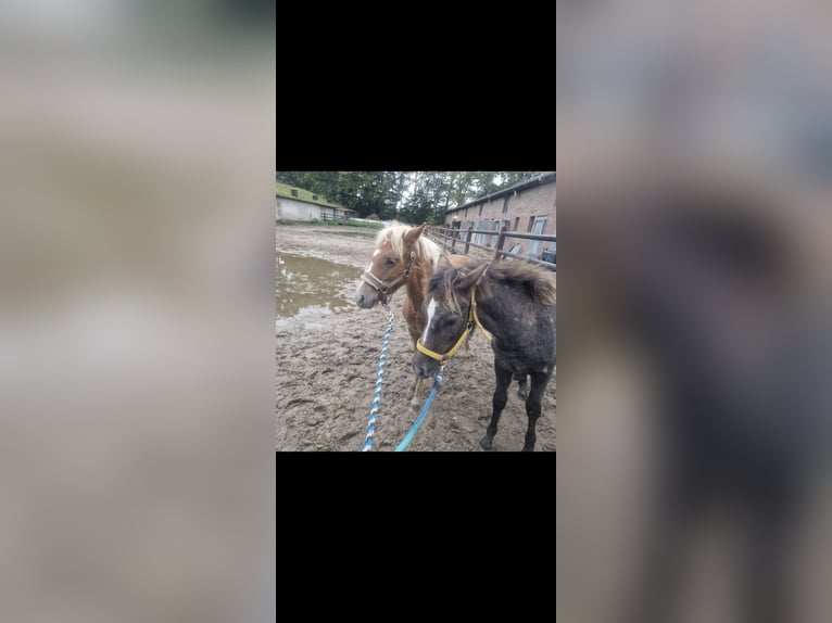 Haflinger Mix Stallion 1 year 14,1 hh Brown in Susteren