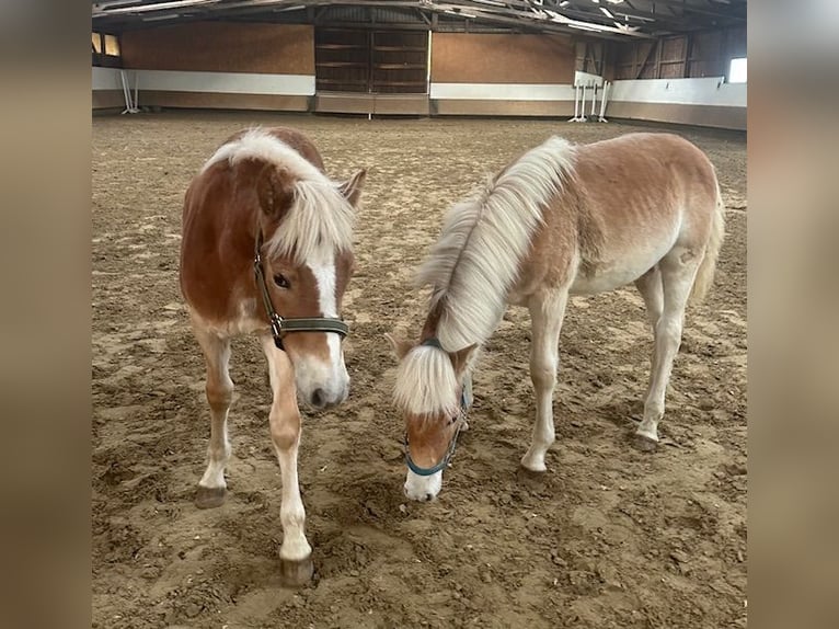 Haflinger Stallion 1 year 14,1 hh Chestnut-Red in Witten