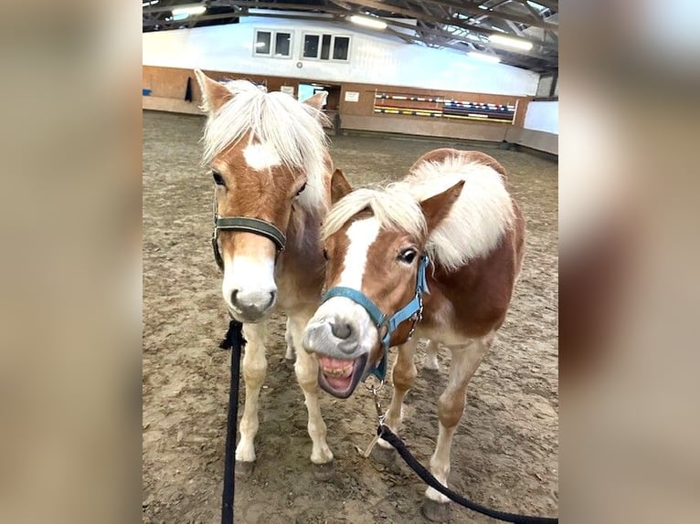 Haflinger Stallion 1 year 14,1 hh Chestnut-Red in Witten