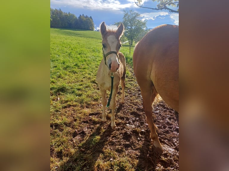 Haflinger Stallion 1 year 14,1 hh Chestnut-Red in Steinen